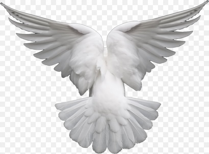 Pigeons And Doves Clip Art Image Doves As Symbols, PNG, 1200x887px, Pigeons And Doves, Angel, Art, Beak, Bird Download Free