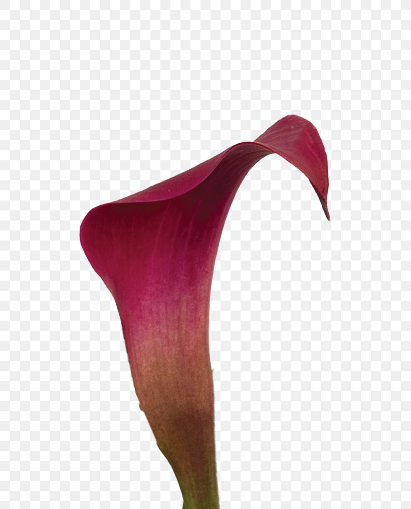 Arum-lily Flower Magenta Purple Lilium, PNG, 504x1016px, Arumlily, Arum, Arum Lilies, Calla Lily, Callalily Download Free