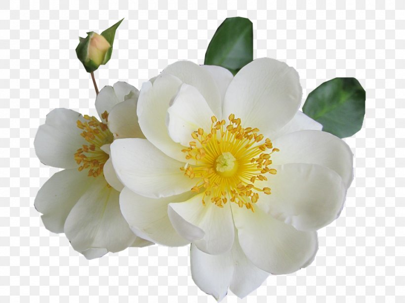 Rose White Color Light, PNG, 960x720px, Rose, Color, Ebay, Flower, Flowering Plant Download Free