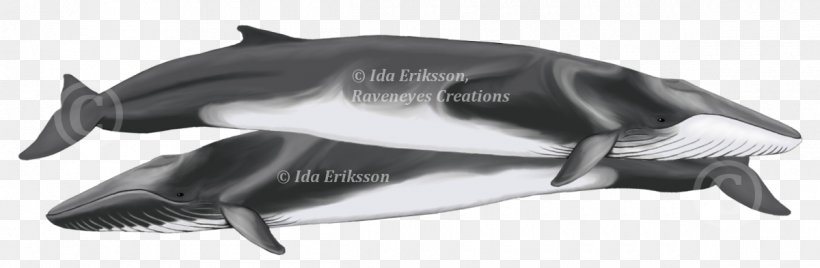 Short-finned Pilot Whale La Plata Dolphin River Dolphin Cetaceans Finless Porpoise, PNG, 1200x393px, Shortfinned Pilot Whale, Animal, Animal Figure, Azores, Black And White Download Free