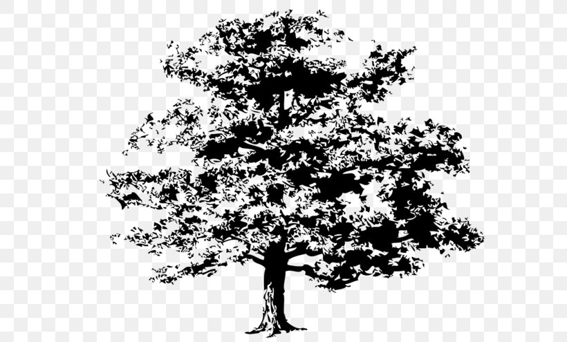 Tree Drawing Clip Art, PNG, 640x495px, Tree, Art, Black And White, Branch, Conifer Cone Download Free