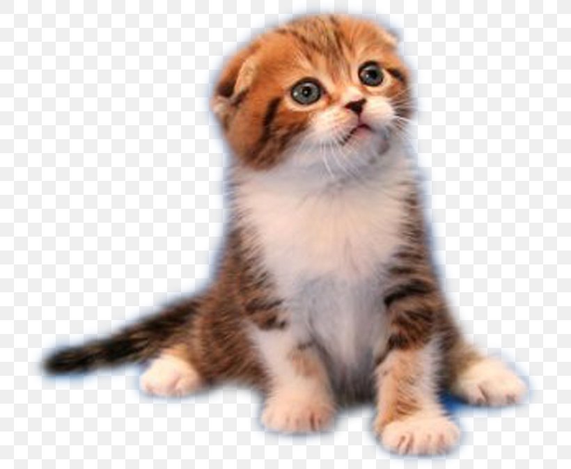 Cat Kitten Puppy, PNG, 738x674px, Cat, American Curl, American Wirehair, Animal, Asian Download Free