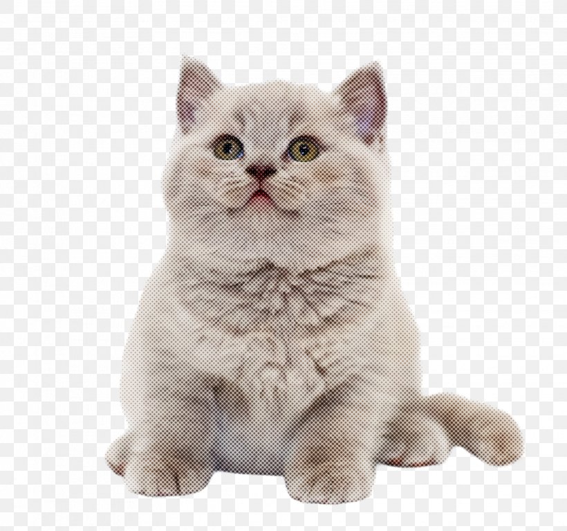 Cat Small To Medium-sized Cats British Shorthair Whiskers Domestic Short-haired Cat, PNG, 2068x1936px, Cat, British Longhair, British Shorthair, Domestic Shorthaired Cat, Small To Mediumsized Cats Download Free