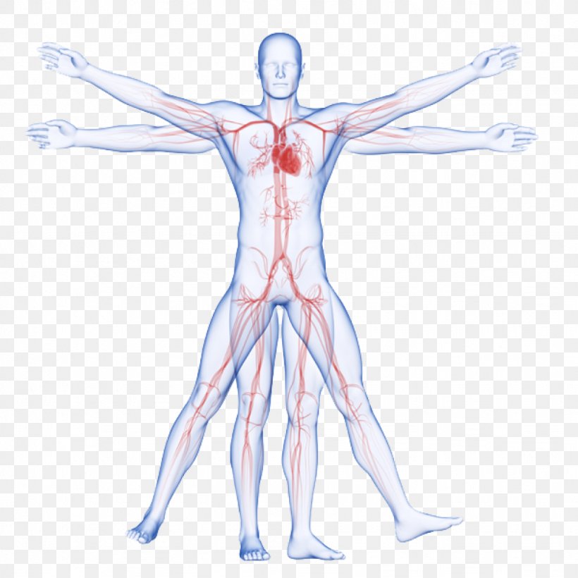 Circulatory System Vitruvian Man Artery Human Body Arm, PNG, 1024x1024px, Watercolor, Cartoon, Flower, Frame, Heart Download Free