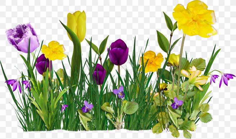 Flower Internet Raster Graphics Clip Art, PNG, 3084x1815px, Flower, Annual Plant, Child, Crocus, Cut Flowers Download Free