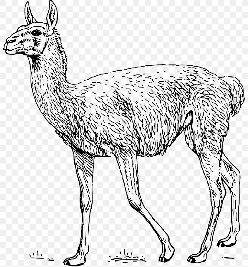 Guanaco Llama Clip Art Drawing, PNG, 800x882px, Guanaco, Adaptation, Alpaca, Animal Figure, Antelope Download Free