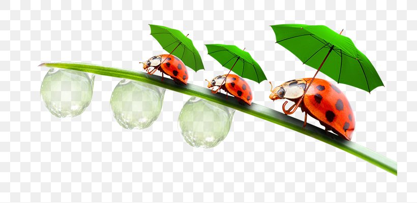 Ladybird Beetle Insect Clip Art, PNG, 750x401px, Ladybird Beetle, Beetle, Chomikujpl, Data Compression, Insect Download Free