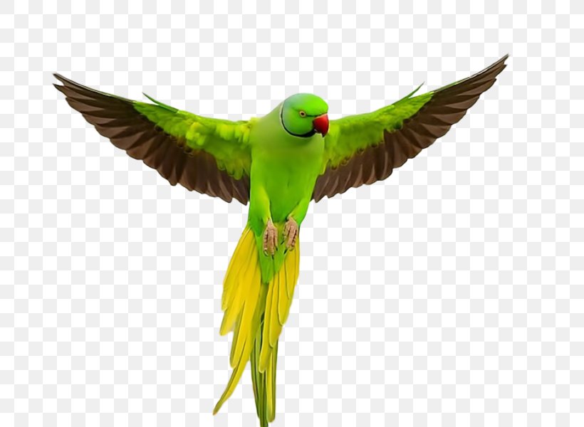 Parrot Lovebird Rose-ringed Parakeet Budgerigar, PNG, 800x600px, Parrot, Animal, Beak, Bird, Birdwatching Download Free