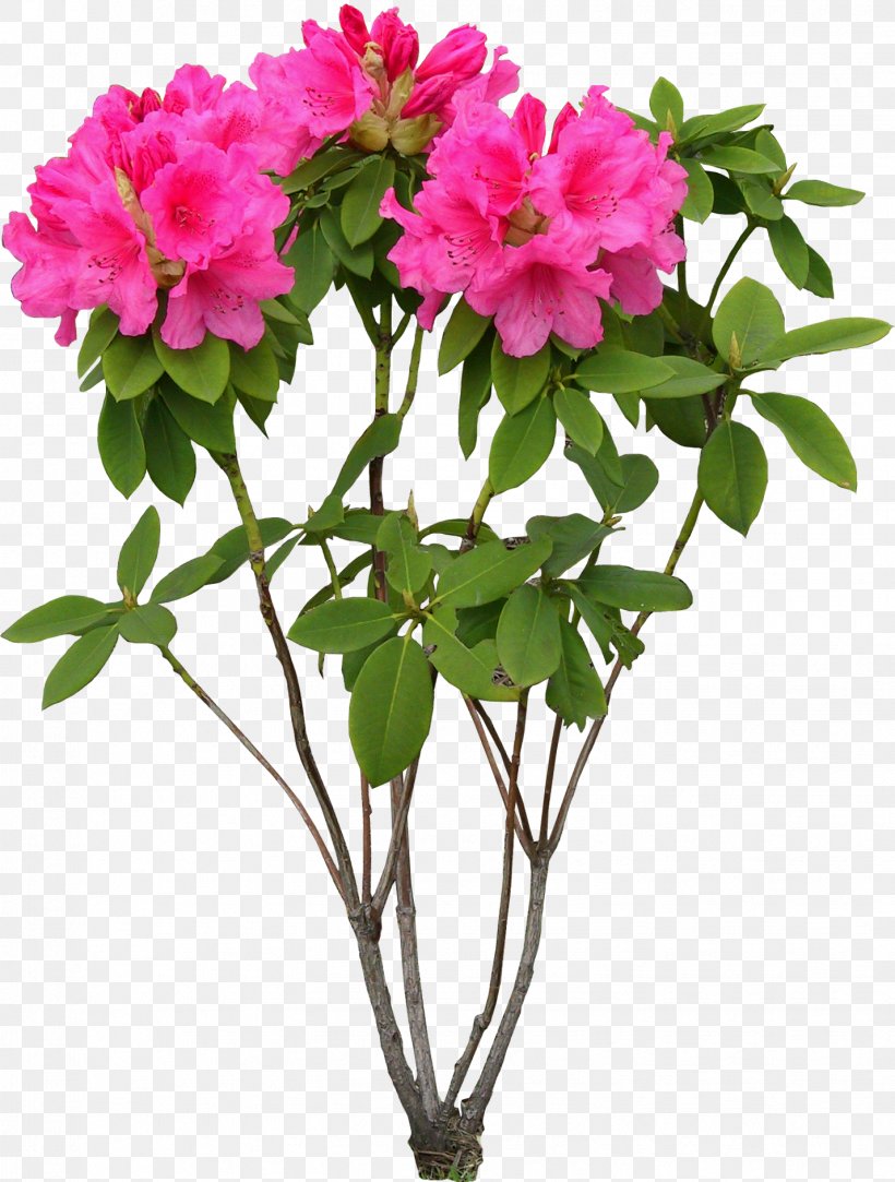 Flower, PNG, 1428x1887px, Flower, Annual Plant, Azalea, Branch, Cut Flowers Download Free