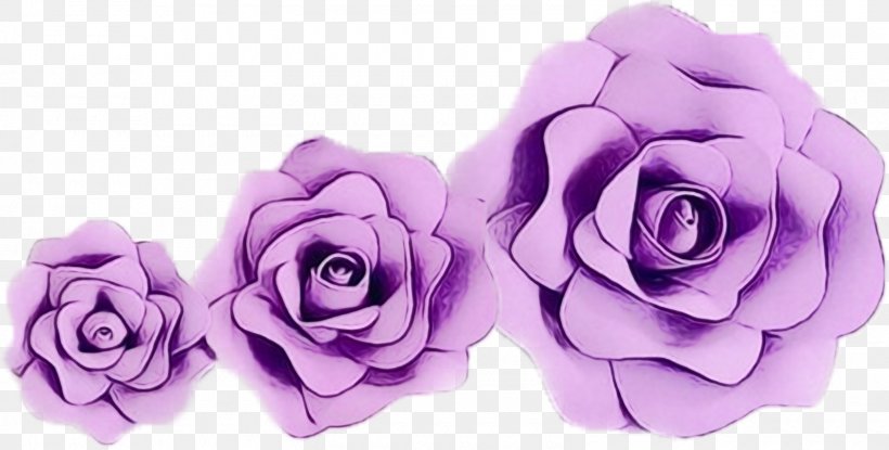 Garden Roses Cabbage Rose Cut Flowers Petal, PNG, 1600x811px, Garden Roses, Artificial Flower, Cabbage Rose, Cut Flowers, Floribunda Download Free