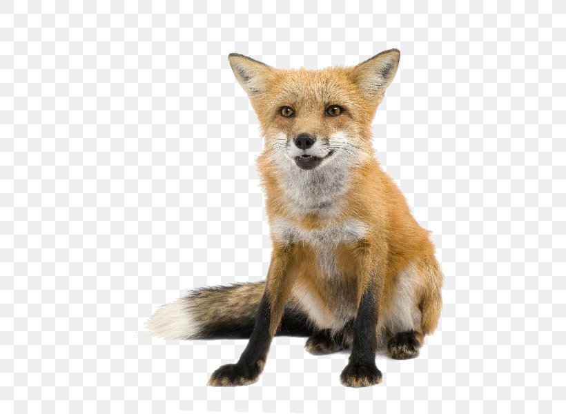 Red Fox Zorro Fennec Fox Drawing, PNG, 600x600px, Red Fox, Animal, Canidae, Carnivoran, Desert Download Free