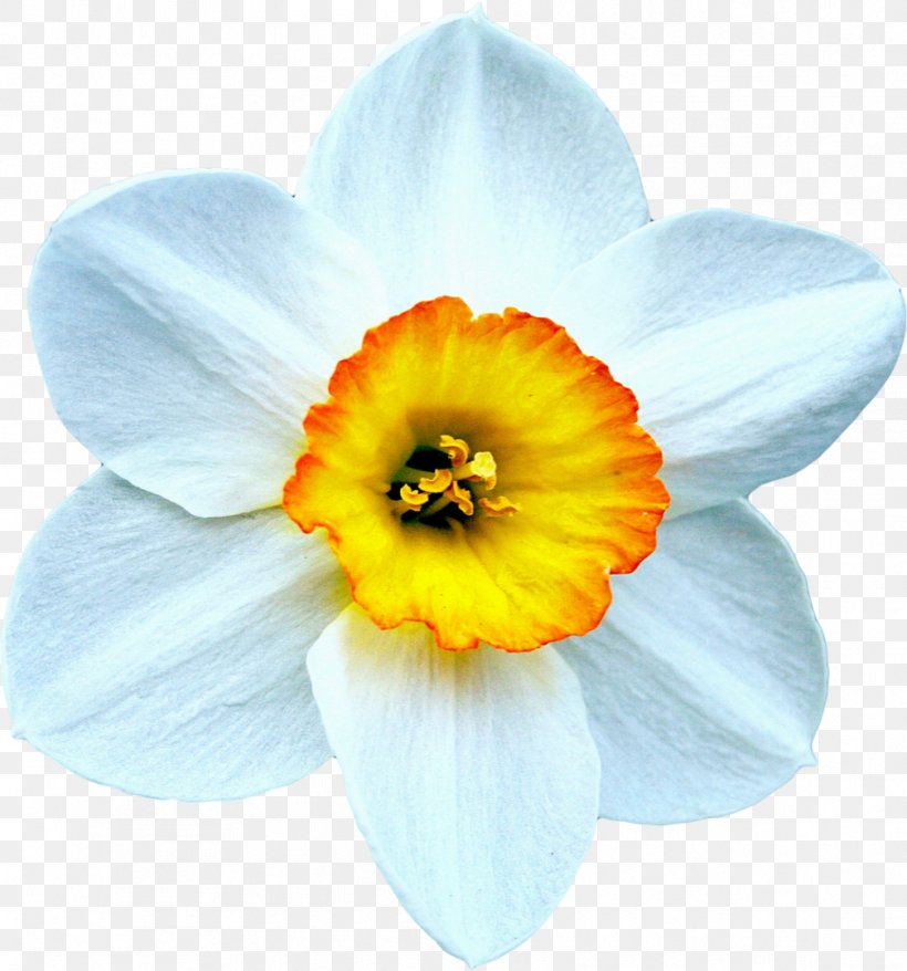 The Beautiful Narcissus Daffodil Flower Bulb, PNG, 1008x1080px, Narcissus, Amaryllidaceae, Amaryllis Family, Beautiful Narcissus, Blossom Download Free