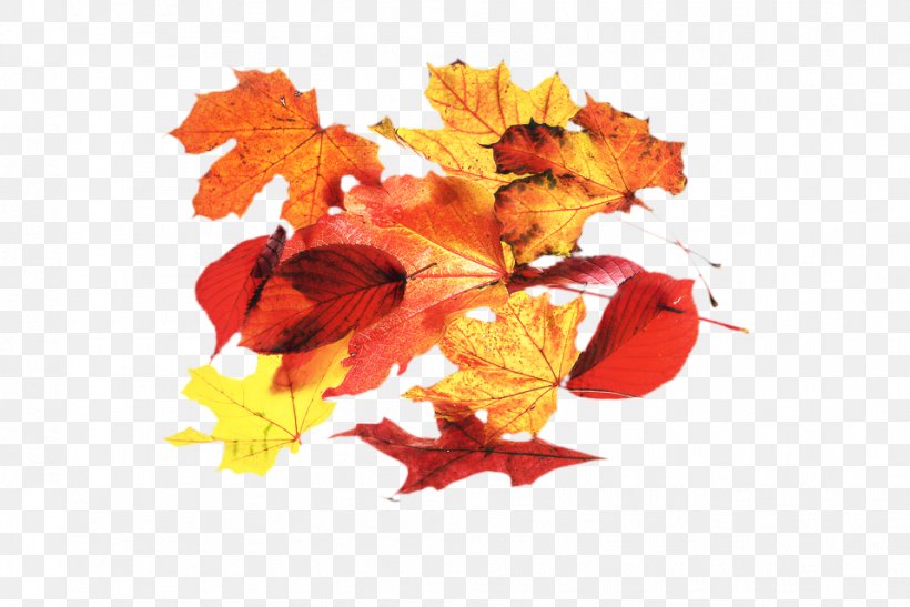 Autumn Leaf Drawing, PNG, 958x640px, Maple Leaf, Acer Japonicum, Autumn, Autumn Leaf Color, Black Maple Download Free