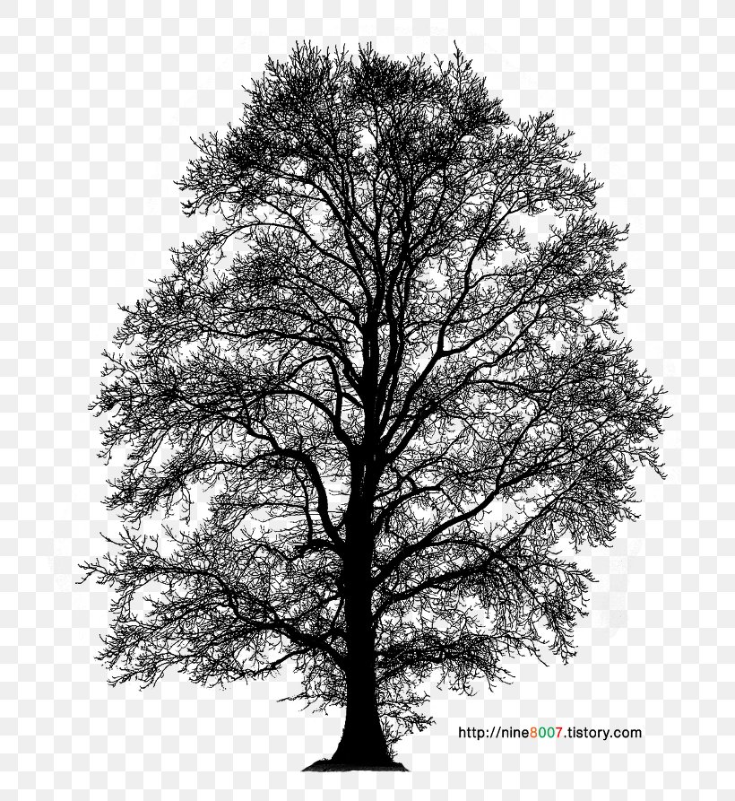 Psd File Format Adobe Photoshop Computer File, PNG, 745x893px, Image File Formats, Black And White, Branch, Monochrome, Monochrome Photography Download Free