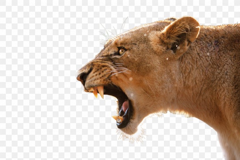Lion Desktop Wallpaper Anger Tiger Roar, PNG, 1024x682px, Lion, Aliexpress, Anger, Big Cats, Carnivoran Download Free