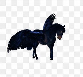 Mustang - Mustang Stallion Mare Rein Pack Animal PNG