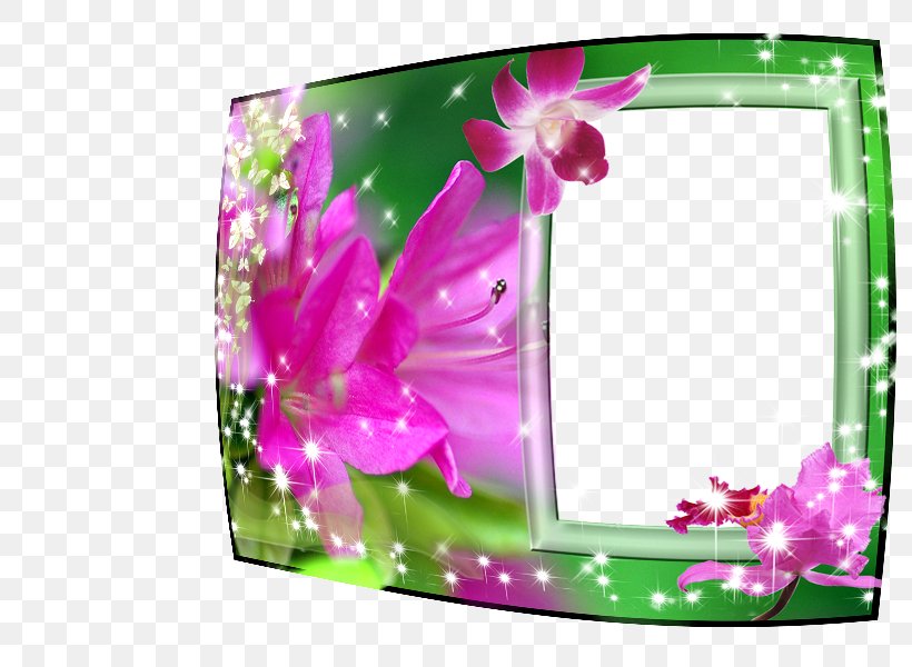 Picture Frames Photography Image GIF, PNG, 800x600px, Picture Frames, Allah, Butterfly, Flora, Flower Download Free