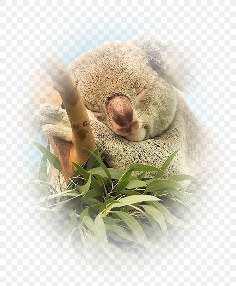 Baby Koala Animal Marsupial Wildlife, PNG, 800x993px, Koala, Animal, Baby Koala, Fauna Of Australia, Google Download Free