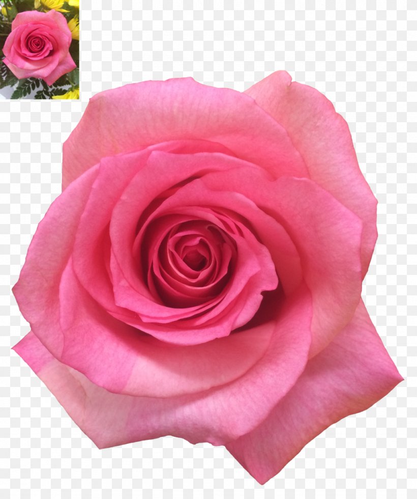 Garden Roses Pink, PNG, 1024x1224px, Rose, China Rose, Cut Flowers, Drawing, Floribunda Download Free