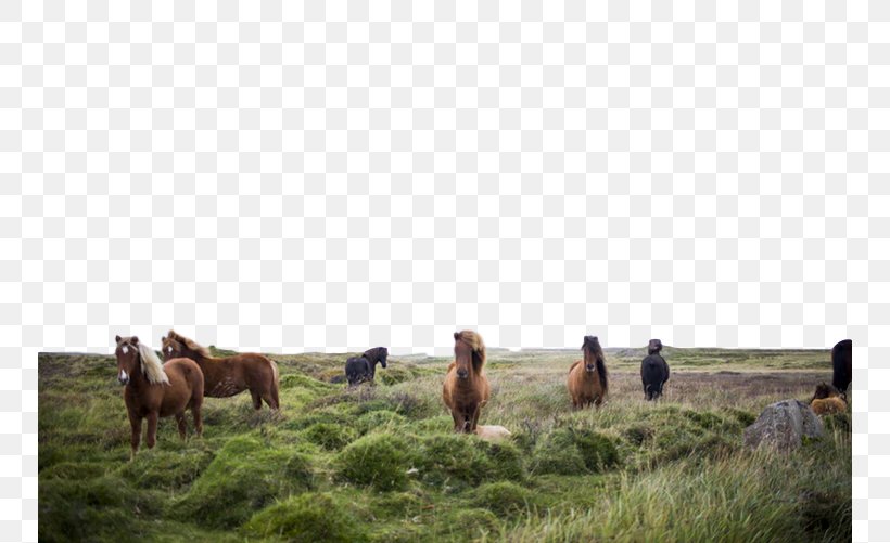 Herd Pasture Horse Grazing Grassland, PNG, 750x501px, Herd, Ecoregion, Grass, Grassland, Grazing Download Free