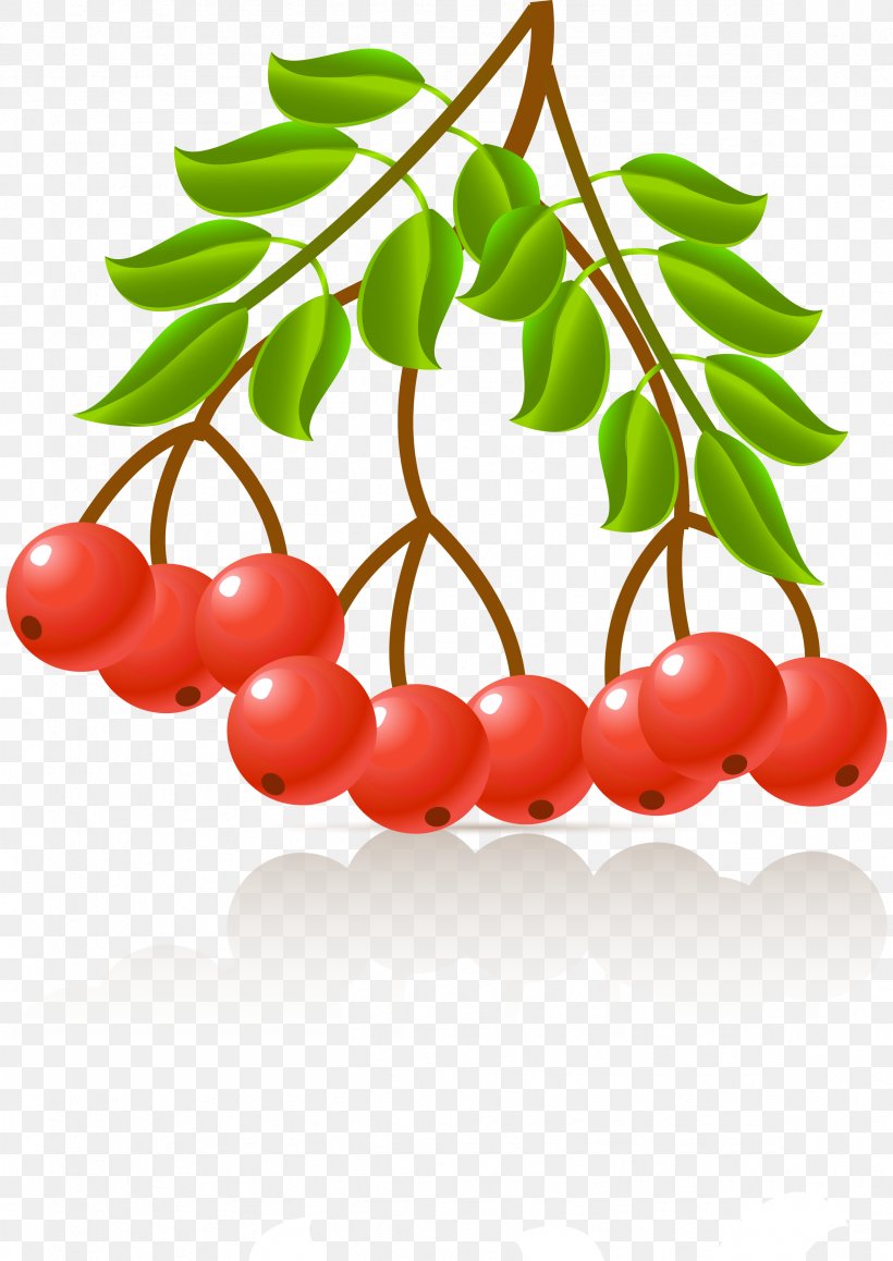 Lingonberry Medicinal Plants Sorbus Aucuparia Clip Art, PNG, 2362x3338px, Lingonberry, Android, Berry, Branch, Cherry Download Free