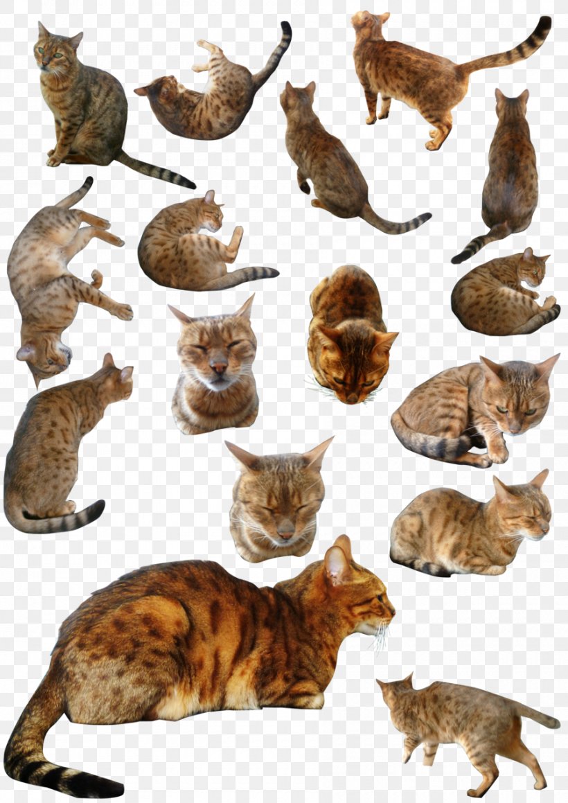 Ocicat Bengal Cat Wildcat Stock Photography, PNG, 900x1273px, Ocicat, Bengal Cat, Carnivoran, Cat, Cat Like Mammal Download Free