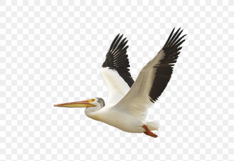 The Birds Of America American White Pelican Brown Pelican National Audubon Society, PNG, 2400x1653px, Bird, American White Pelican, Australian Pelican, Beak, Bird Flight Download Free