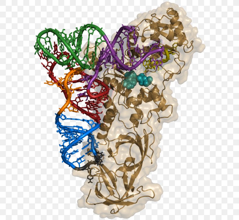 Aminoacyl TRNA Synthetase Transfer RNA Aminoacyl-tRNA Ligase, PNG, 600x757px, Aminoacyl Trna Synthetase, Amino Acid, Aminoacyltrna, Anticodon, Art Download Free