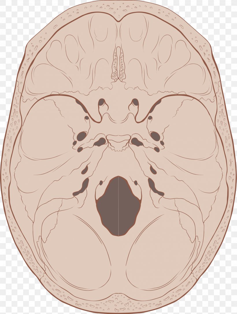 Base Of Skull Foramen Magnum Bone Anatomy, PNG, 2000x2647px, Watercolor, Cartoon, Flower, Frame, Heart Download Free