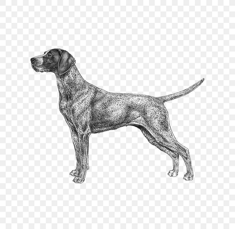 German Wirehaired Pointer Bluetick Coonhound German Shorthaired Pointer Black And Tan Coonhound, PNG, 800x800px, German Wirehaired Pointer, American Kennel Club, Black And Tan Coonhound, Bluetick Coonhound, Braque D Auvergne Download Free