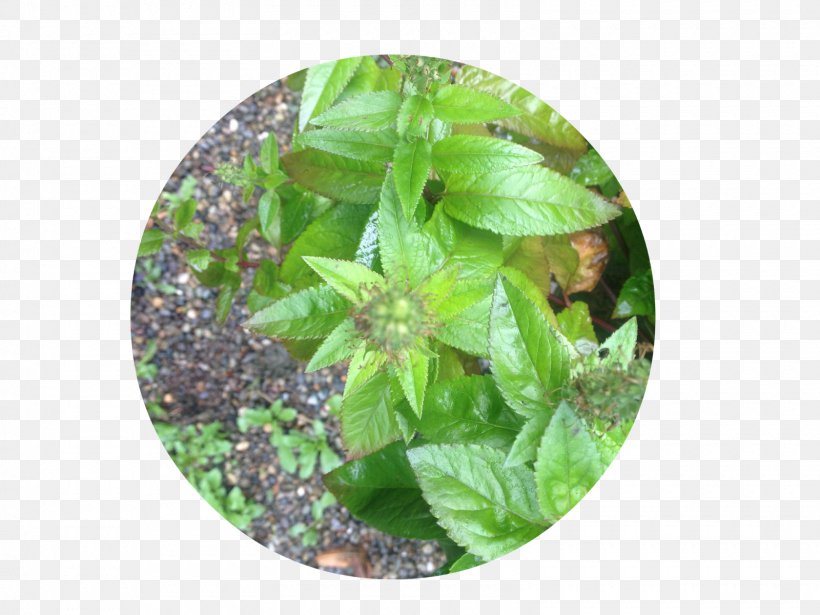 Basil Herbalism Leaf, PNG, 1600x1200px, Basil, Herb, Herbal, Herbalism, Leaf Download Free