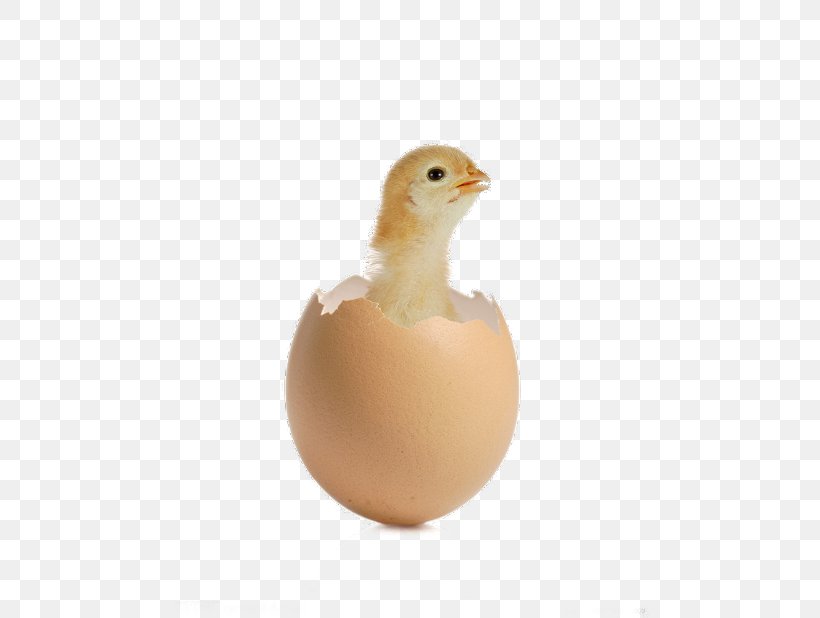 Egg Cartoon, PNG, 480x618px, Chicken, Beak, Bird, Egg, Egg Cup Download Free