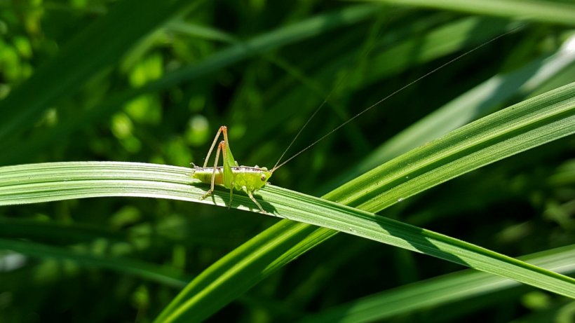Pterygota Grasshopper Bush Crickets, PNG, 1280x720px, Pterygota, Antenna, Arthropod, Bush Crickets, Cricket Download Free