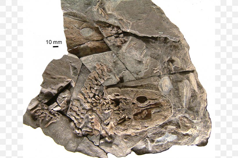 Acanthostega Fossil Ichthyostega Evolution Tulerpeton, PNG, 900x600px, Acanthostega, Artifact, Bedrock, Boulder, Coelacanth Download Free