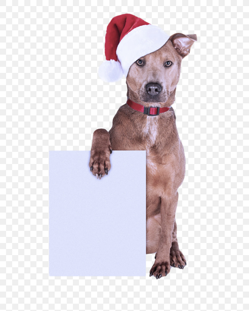 Dog Santa Hat Christmas, PNG, 819x1024px, Dog, American Pit Bull Terrier, Bow Tie, Christmas, Costume Download Free