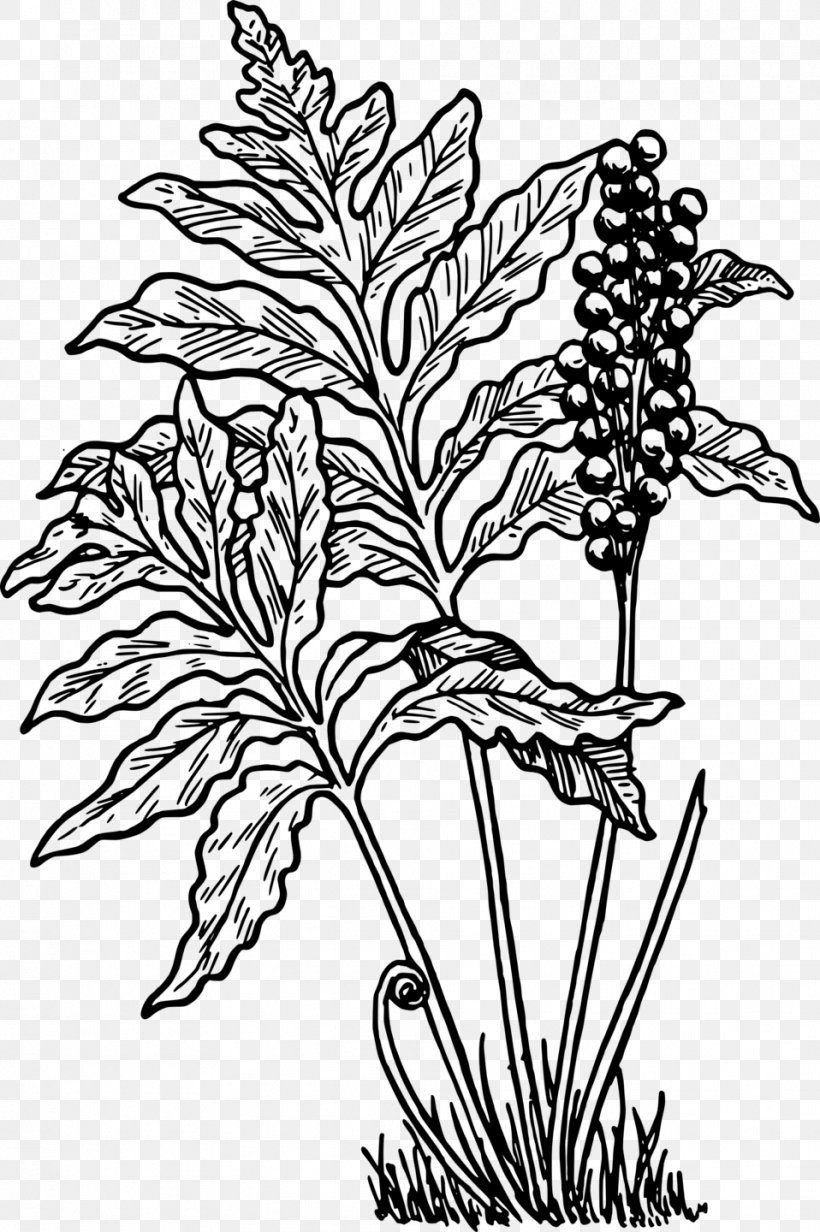 Fern Frond Leaf Woodwardia Fimbriata Clip Art, PNG, 958x1440px, Fern, Air Fern, Art, Artwork, Black And White Download Free