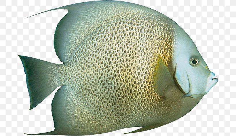 Ornamental Fish, PNG, 697x472px, Ornamental Fish, Bony Fish, Coral Reef Fish, Data Compression, Deep Sea Fish Download Free