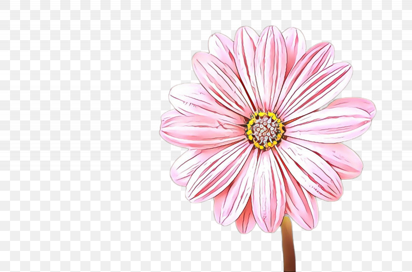 Daisy, PNG, 2460x1628px, Barberton Daisy, Cut Flowers, Daisy, Daisy Family, Flower Download Free