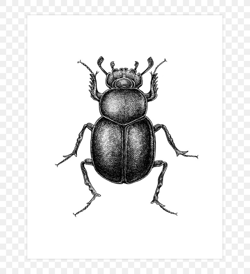 Dung Beetle T-shirt Drawing Hoodie Design, PNG, 740x900px, Dung Beetle, Arthropod, Automotive Design, Beetle, Black And White Download Free