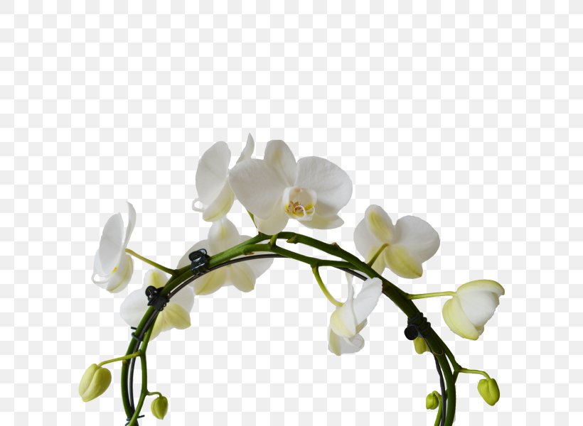 Moth Orchids White Cut Flowers Plant Stem, PNG, 600x600px, Moth Orchids, Bloemenatelier Verde, Blossom, Branch, Cat Download Free