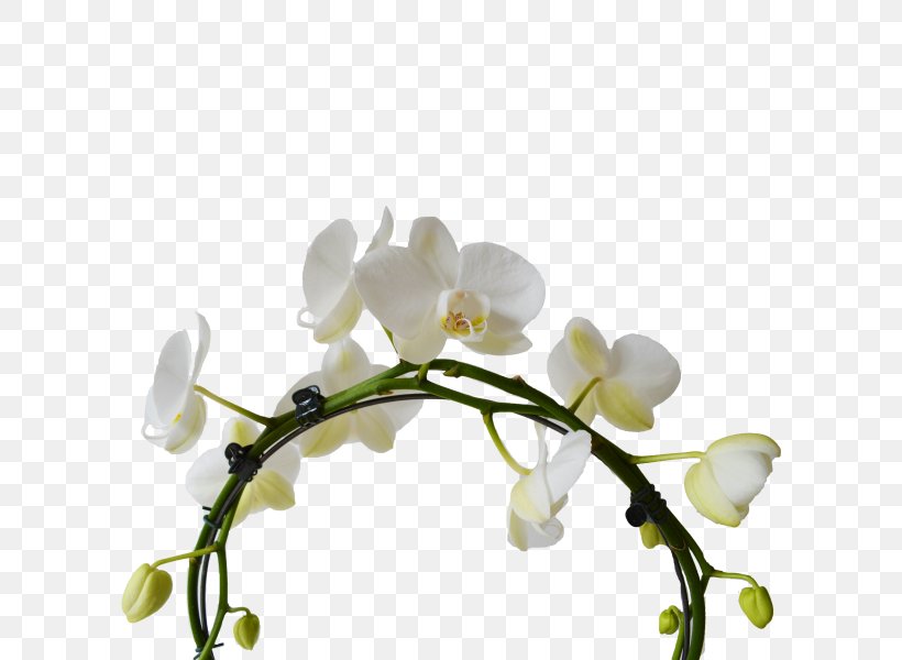 Moth Orchids White Cut Flowers Plant Stem Png 600x600px Moth Orchids Bloemenatelier Verde Blossom Branch Cat