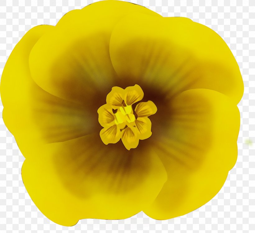 Yellow Petal Flower Plant Flowering Plant, PNG, 1280x1170px, Watercolor, Flower, Flowering Plant, Herbaceous Plant, Paint Download Free