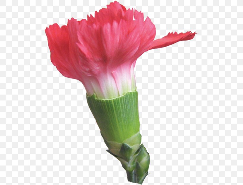 Carnation Clip Art Image Adobe Photoshop, PNG, 522x626px, Carnation, Aphid, Budding, Computer Software, Cut Flowers Download Free
