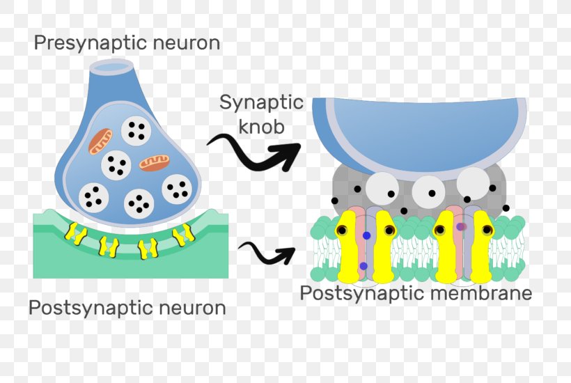 Chemical Synapse Postsynaptic Potential Neuron Neuroscience, PNG, 739x550px, Synapse, Area, Axon, Biological Membrane, Bird Download Free