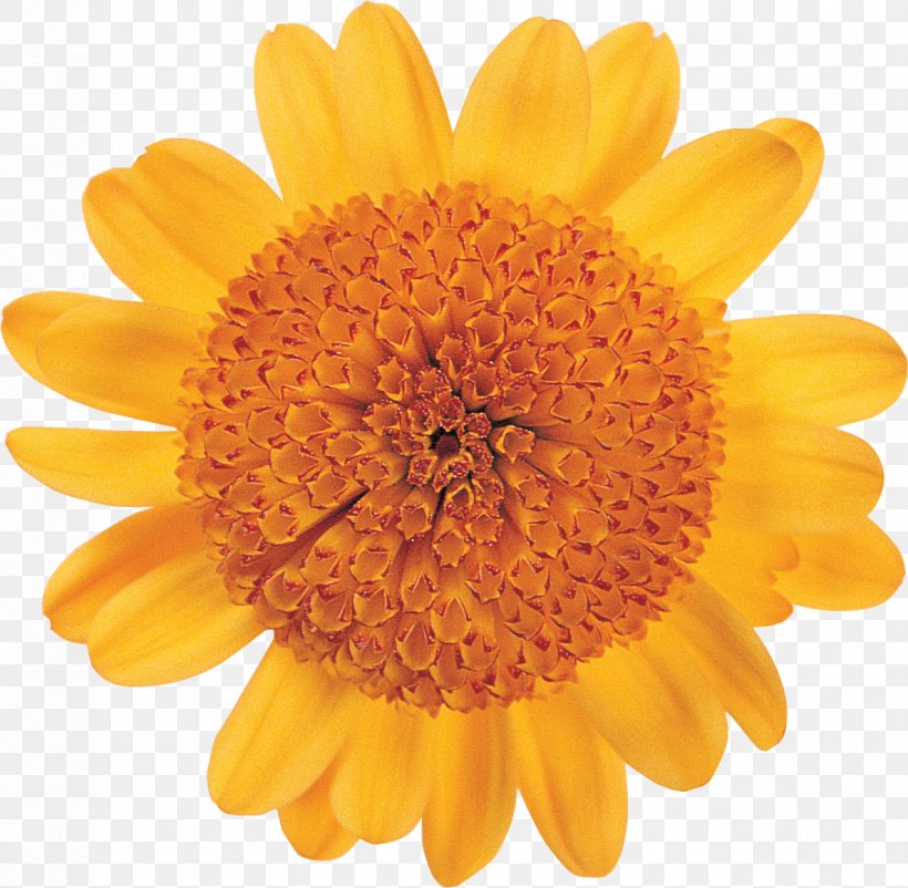 Flower Floral Design Daisy Family Art Petal, PNG, 1186x1161px, Flower, Art, Calendula, Chrysanthemum, Chrysanths Download Free