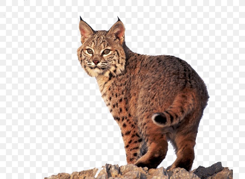 Ocicat California Spangled Pixie-bob Dragon Li Eurasian Lynx, PNG, 800x600px, Ocicat, Animal, Bengal, Bobcat, California Spangled Download Free