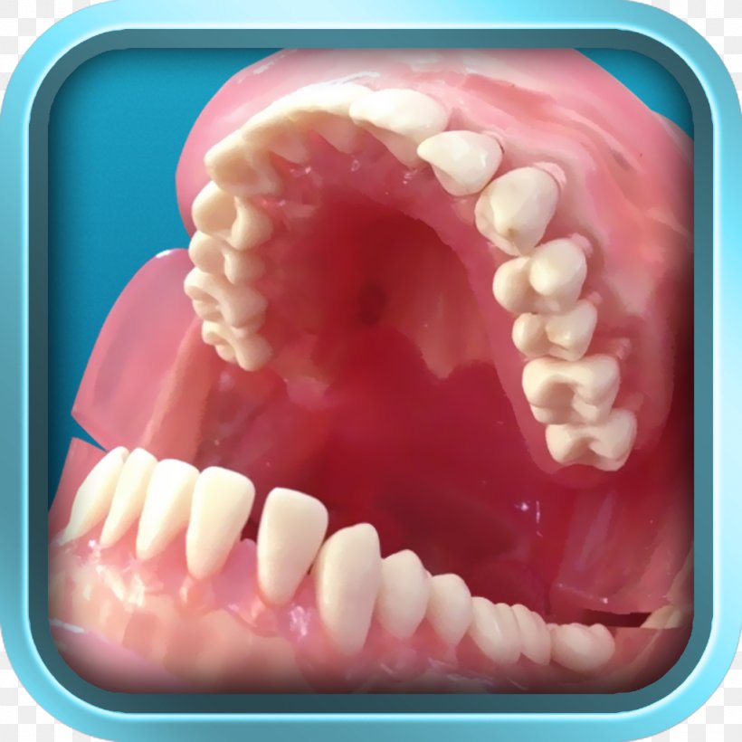 Tooth, PNG, 1024x1024px, Tooth, Jaw, Mouth, Tongue Download Free