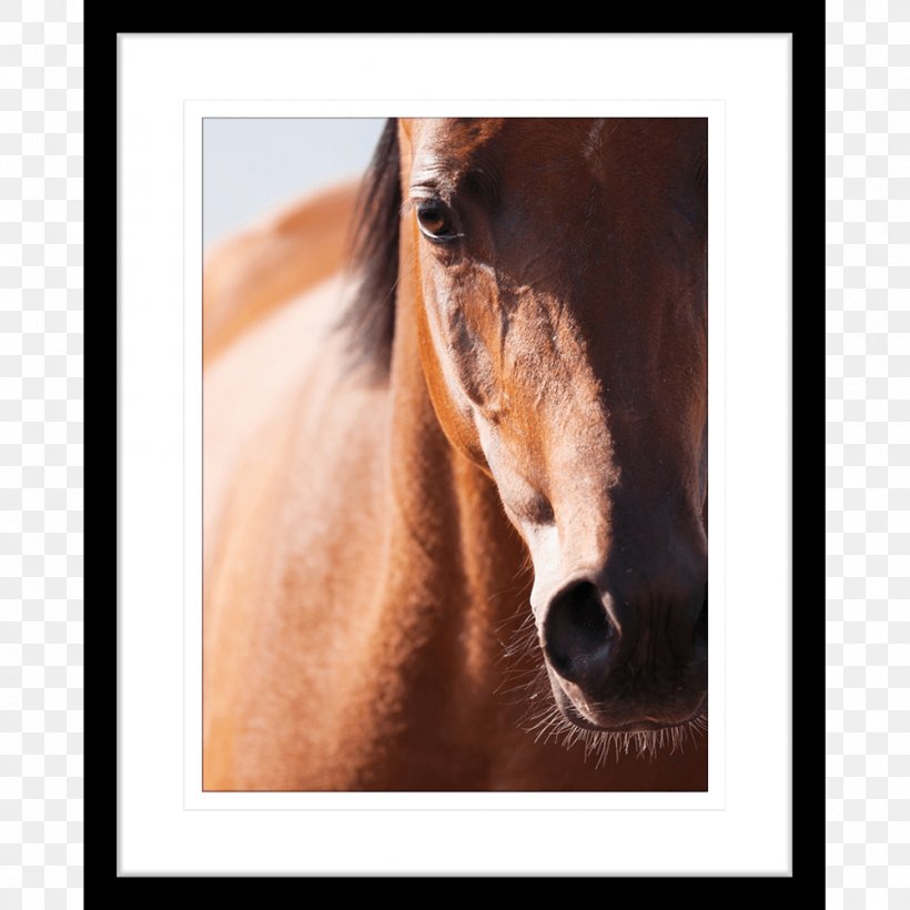 Arabian Horse Stallion Mustang Shire Horse Gallop, PNG, 1000x1000px, Arabian Horse, Akhalteke, Bay, Bridle, Colt Download Free