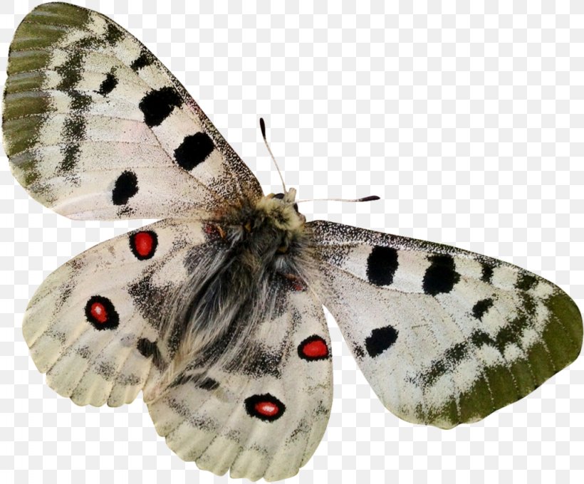 Butterflies And Moths Clip Art, PNG, 1024x850px, 2018, Butterflies And Moths, Animal, Arthropod, Blog Download Free