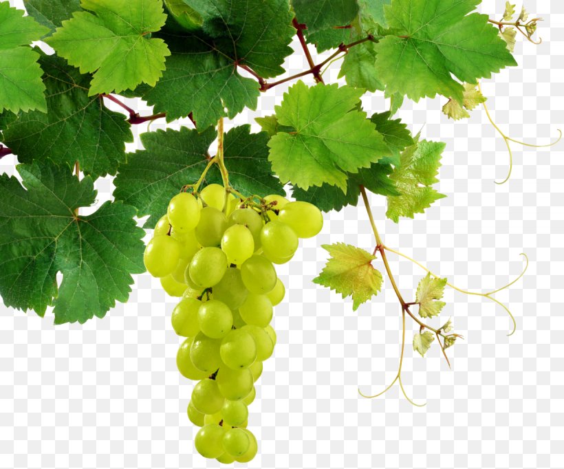 Common Grape Vine Grape Leaves Wine, PNG, 1230x1024px, Common Grape Vine, Food, Fotolia, Fruit, Grape Download Free